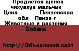 Продается щенок чихуахуа мальчик › Цена ­ 5 000 - Пензенская обл., Пенза г. Животные и растения » Собаки   